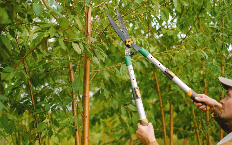Tree trimming in Beatty, OR